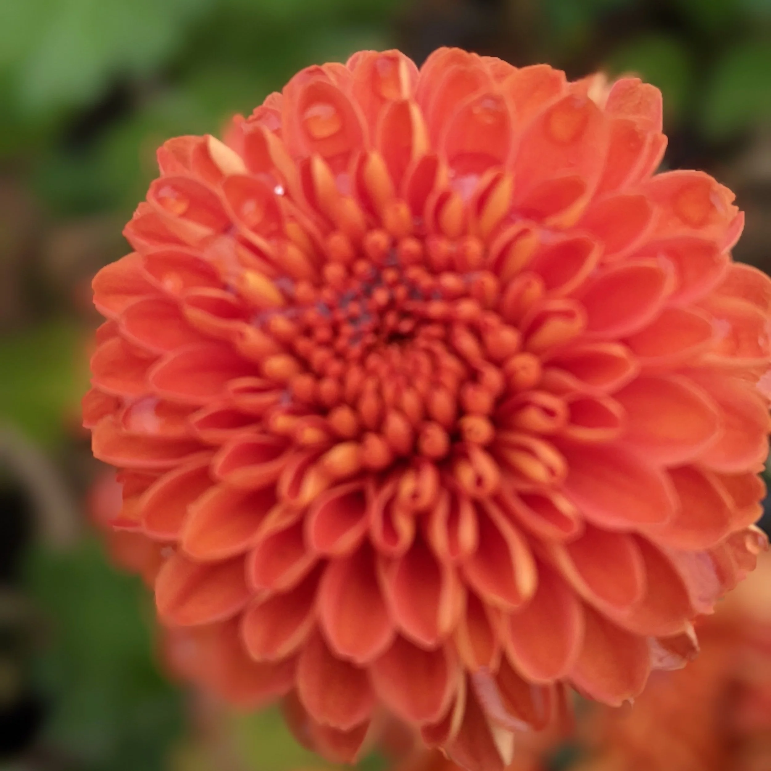 flowerシンギングリン宇宙⑤ Kelvin Mandarin Heirloom Chrysanthemum Rooted Cutting